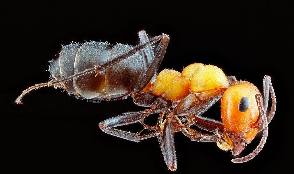 Ant Control service in Potomac, MD