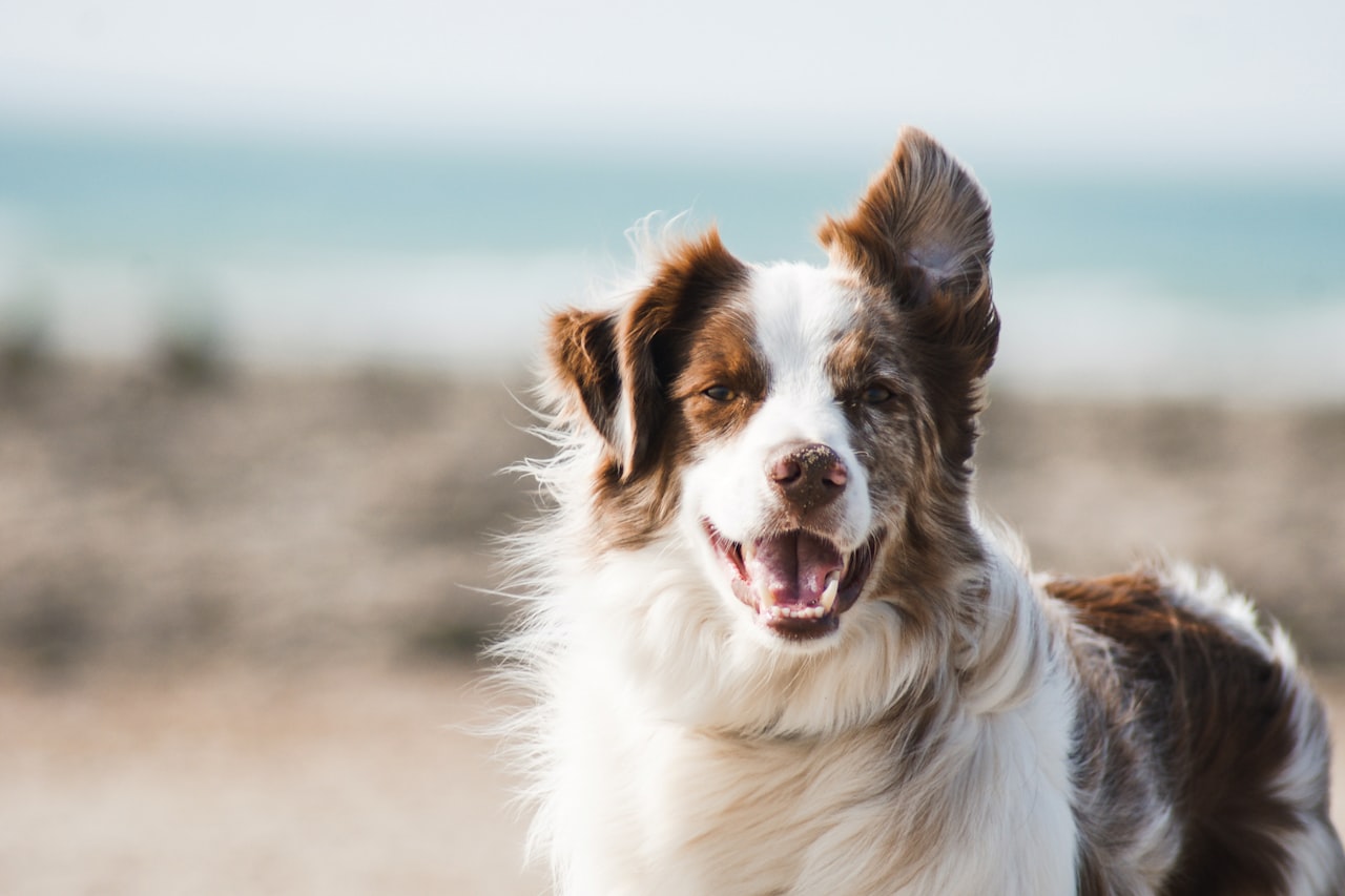 Flea & Tick Control service in Potomac, MD