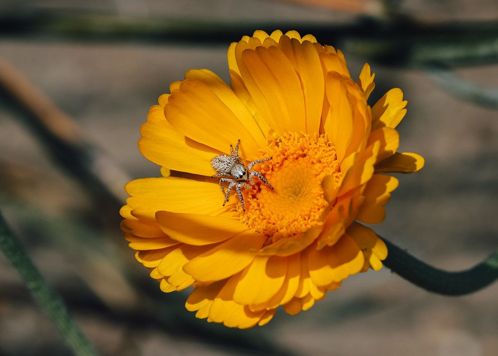 Spider Control service in Potomac, MD